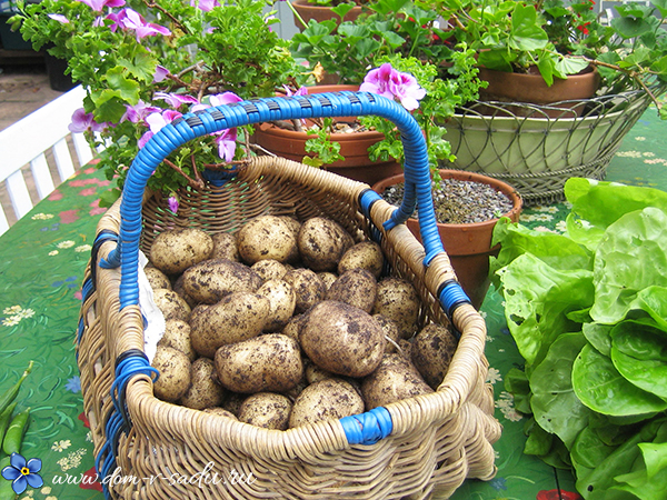 какую картошку посадить