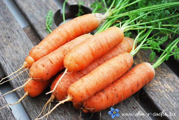 как вырастить хорошую морковь