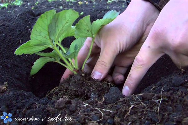как правильно посадить клубнику в открытый грунт