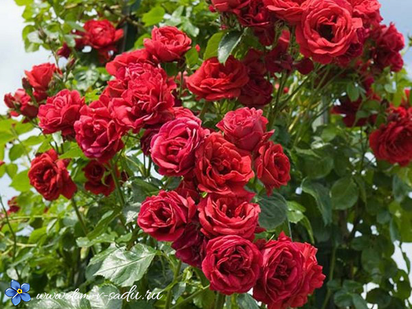 Плетистые розы цветущие все лето сорта зимостойкие