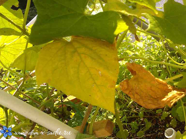 почему желтеют листья на огурцах