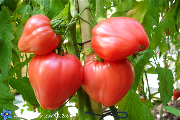 крупные сорта томатов для теплиц