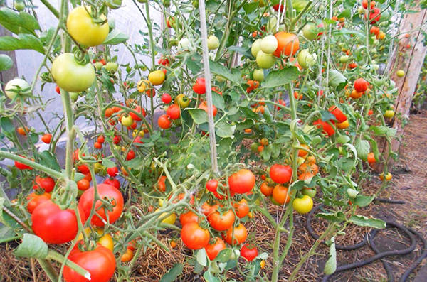 томат для выращивания в теплице из поликарбоната