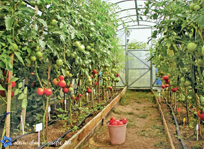 Как часто поливать помидоры в теплице