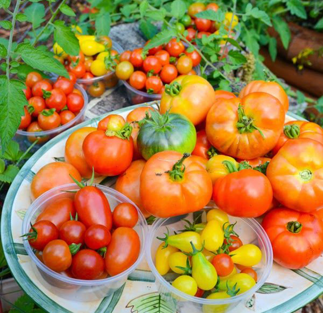 какие сорта помидоров самые вкусные и урожайные