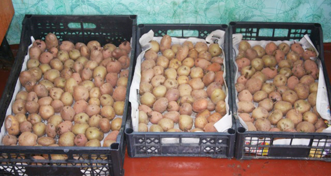 подготовка картофеля к посадке весной