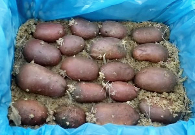 проращивание картошки в опилках