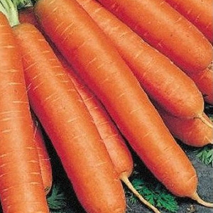 Когда сажать морковь под зиму на урале