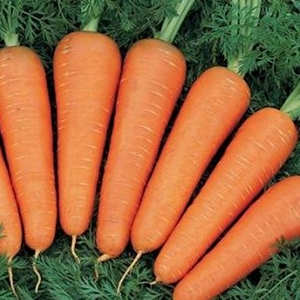 Когда сажать морковь под зиму на урале