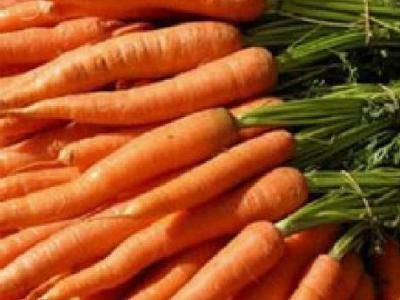Гниет морковь в погребе что делать