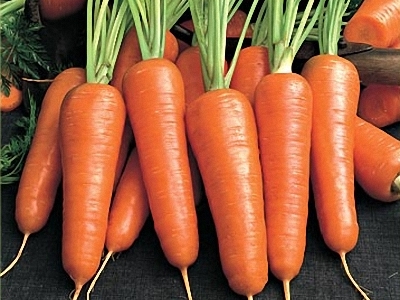 Гниет морковь в погребе что делать