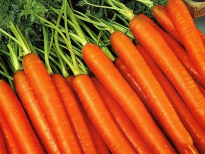 Как сохранить морковь на зиму без погреба