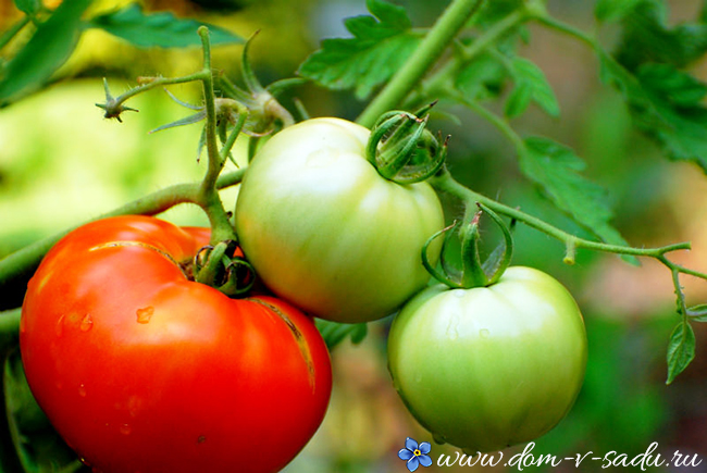 какие сорта помидор самые урожайные для теплиц