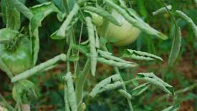 почему у томатов скручиваются листья в трубочку