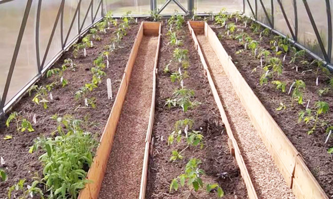 Схема посадки томатов в теплице - на каком расстоянии сажать помидоры втеплице для богатого урожая.