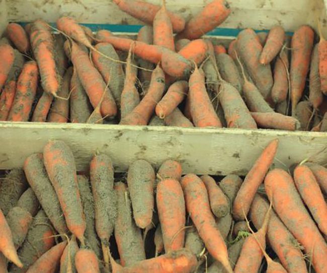 kuinka säilyttää porkkanoita sisätiloissa