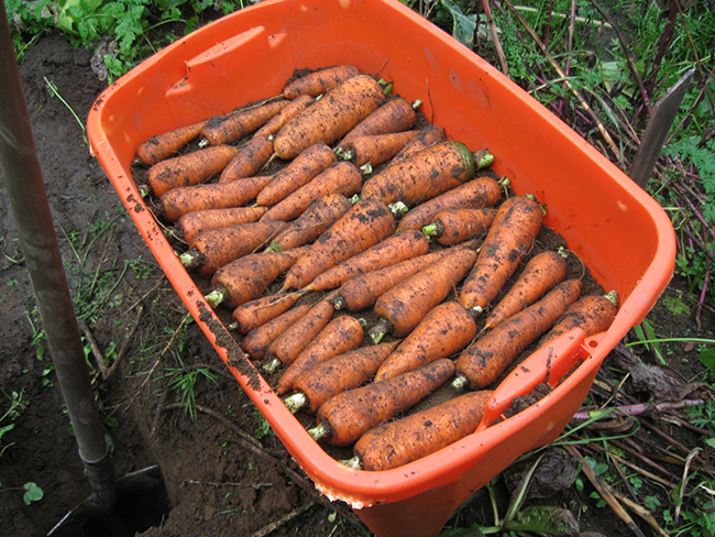 kuinka säilyttää porkkanoita sisätiloissa