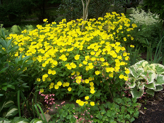 желтый цветок в саду