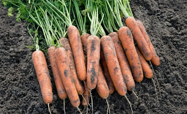 лучшие сорта моркови для хранения