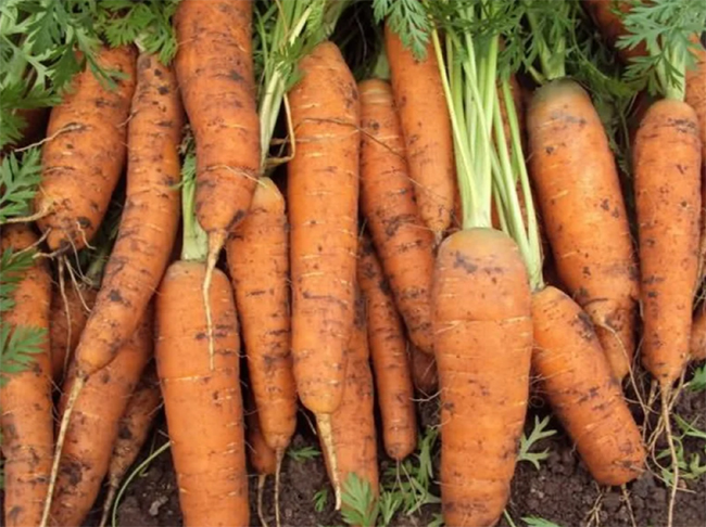 какой сорт моркови лучше сажать