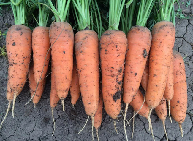 какой сорт моркови лучше сажать