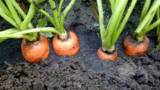 kuinka kasvattaa porkkanoita