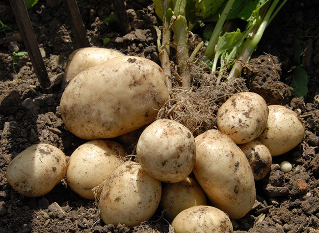 выращивание картошки
