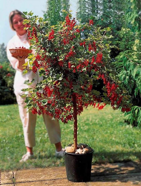 как красиво вырастить красную смородину в саду