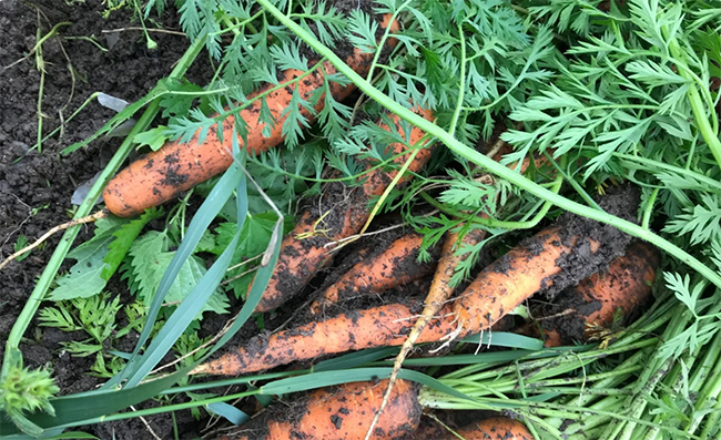 выращивание моркови