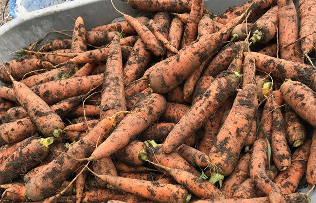 как вырастить хороший урожай моркови