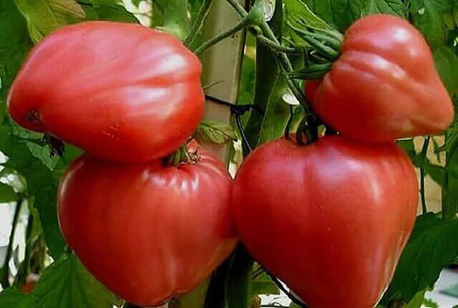 kuinka kasvattaa suuria tomaatteja