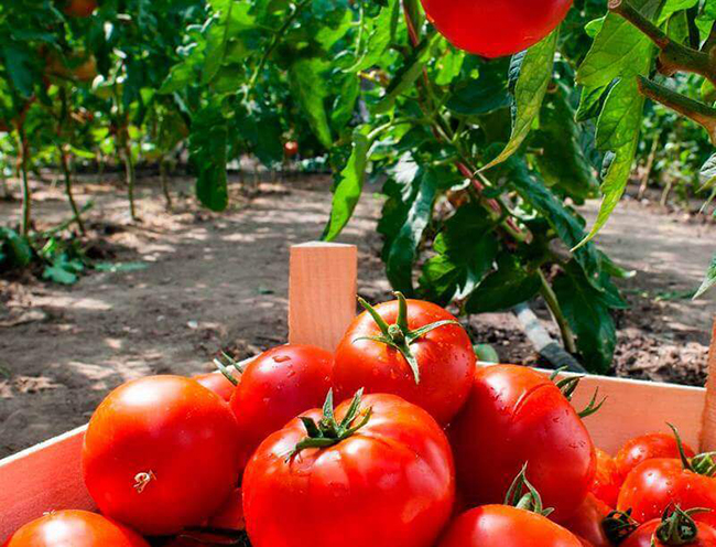 kuinka kasvattaa suuria tomaatteja
