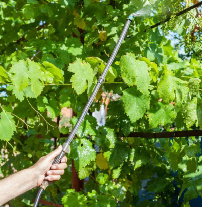 обработка винограда летом от болезней