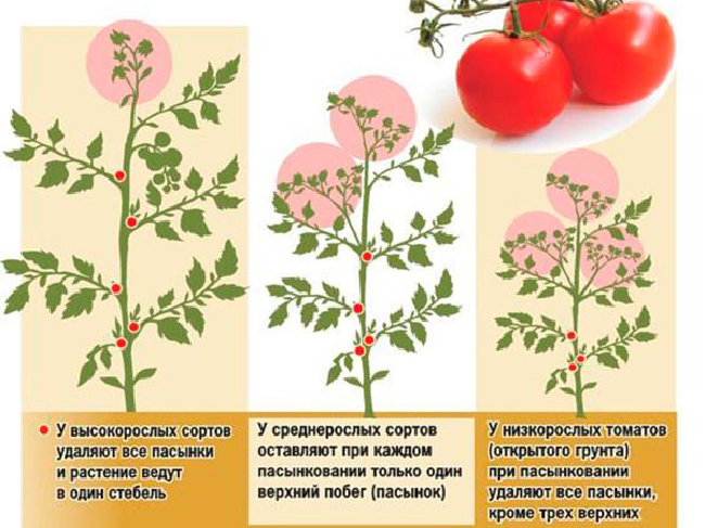 как пасынковать помидоры