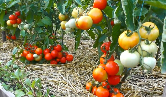 помидоры в саду