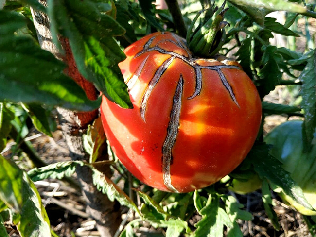 tomaatit halkeilevat